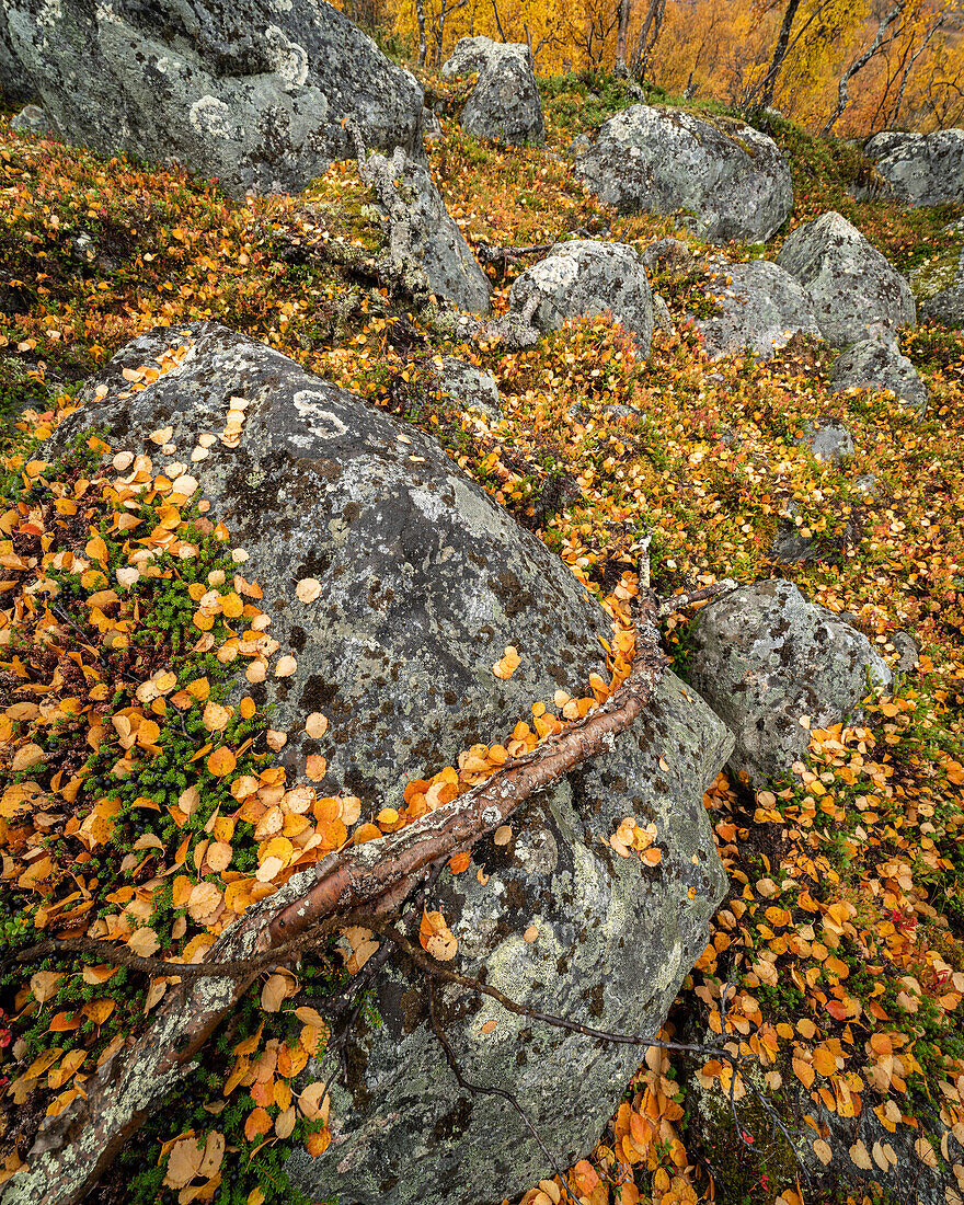 Silver birch (Betula pendula) leaves on rocks,Finland,Europe