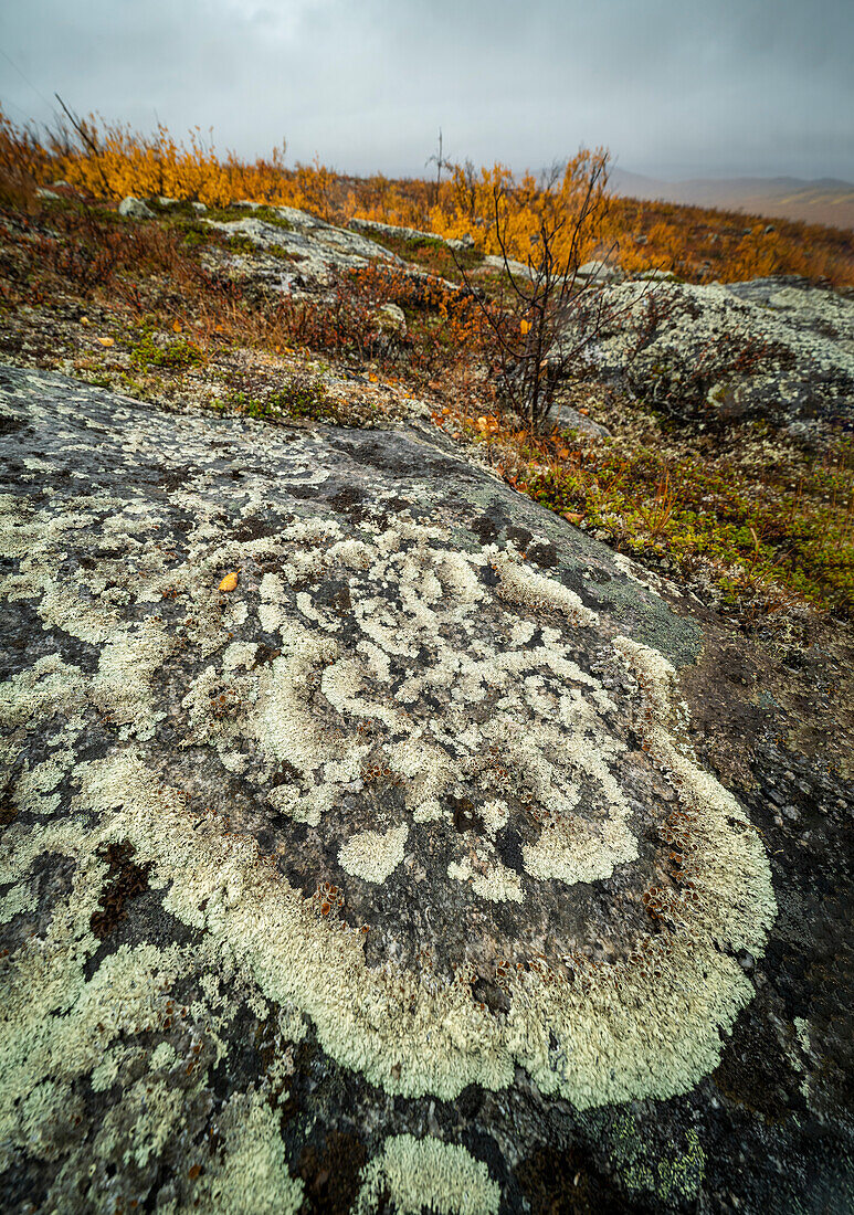 Mit Flechten bedeckter Fels,Finnland,Europa