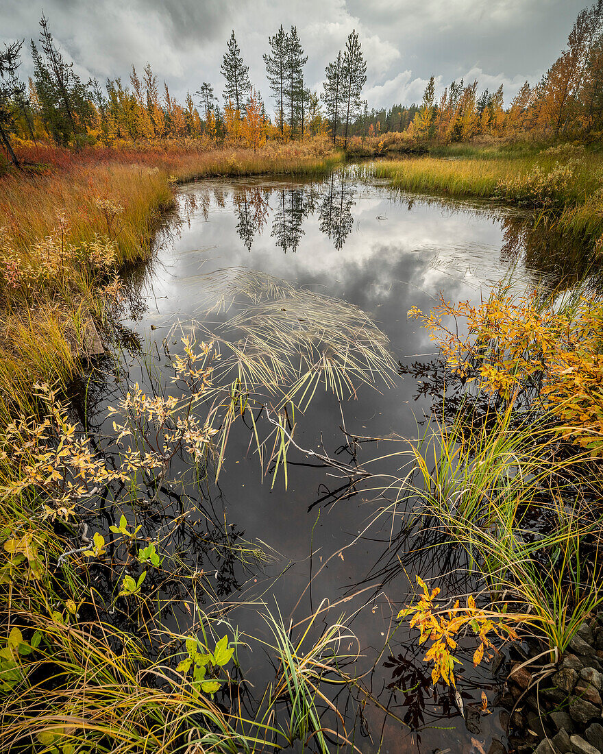 Sumpfbecken und Gräser, Herbstfärbung,Finnland,Europa
