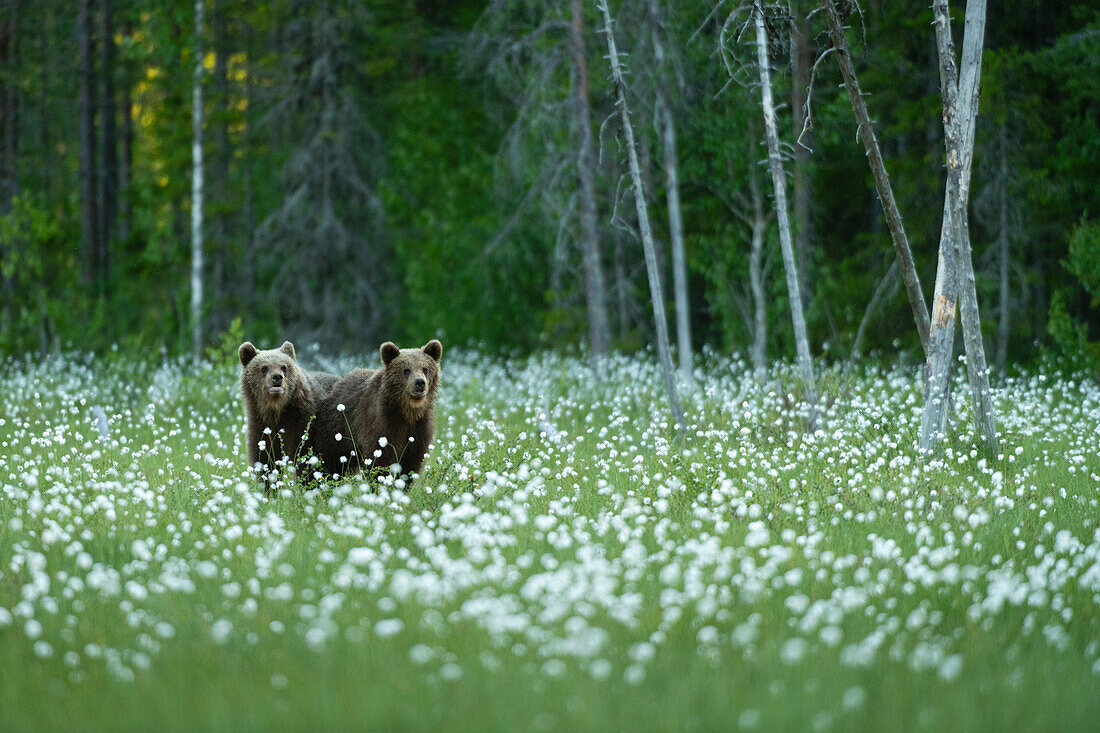 Braunbärenjunge (Ursus arctos arctos) auf einer Baumwollgraswiese,Finnland,Europa