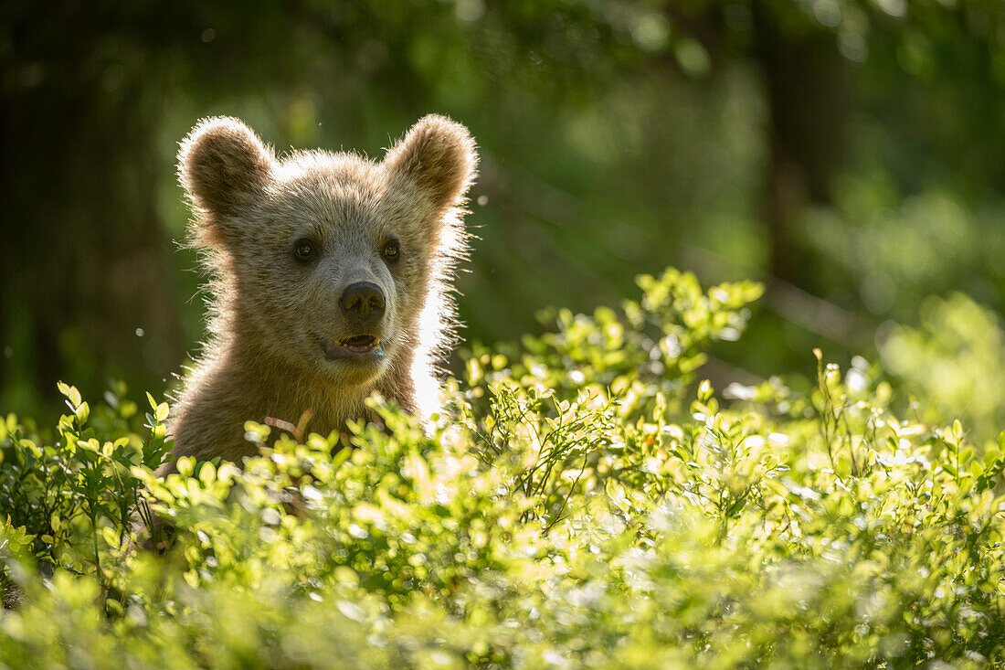 Eurasischer Braunbär (Ursus arctos arctos) Jungtier im Wald,Finnland,Europa