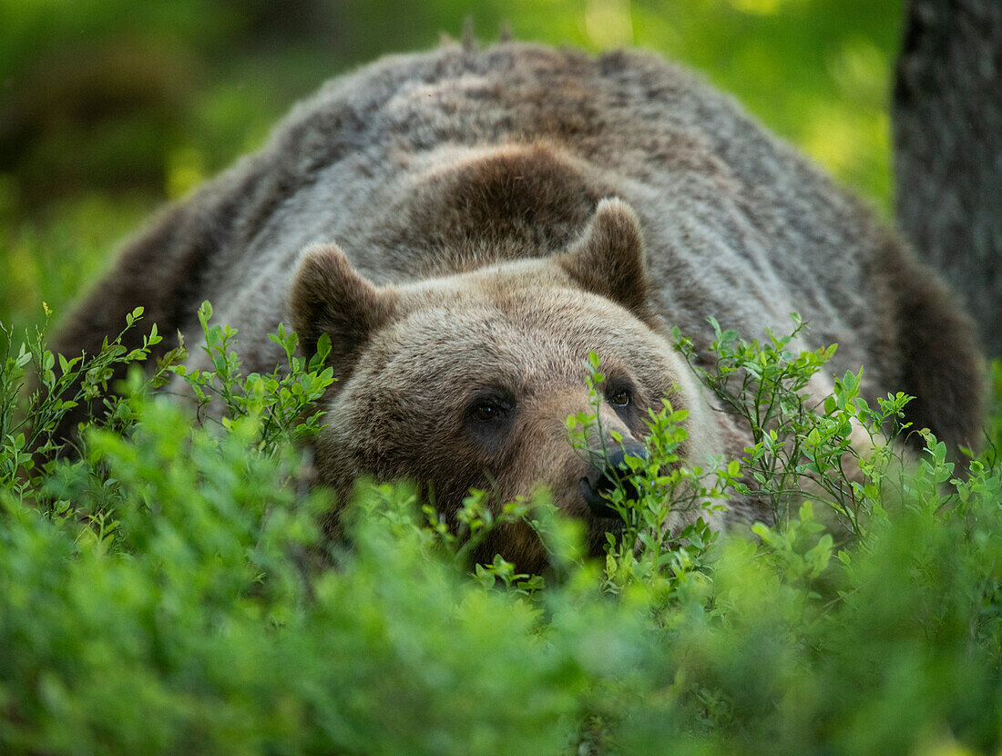 Eurasian brown bear (Ursus arctos arctos) lying down in forest environment,Finland,Europe