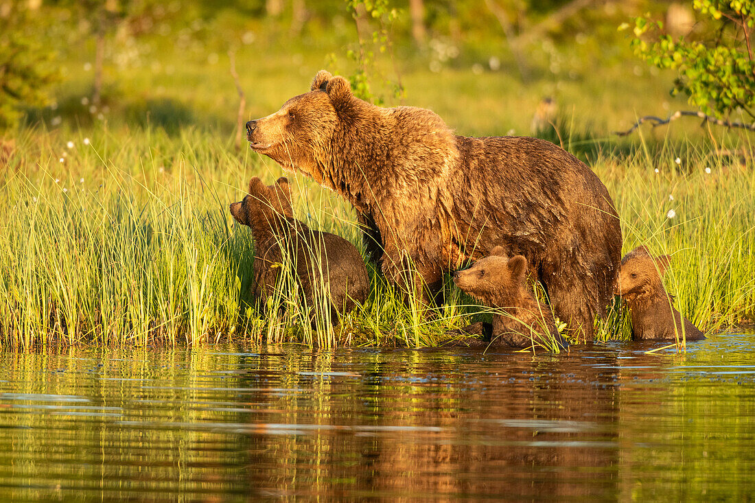 Eurasian brown bear (Ursus arctos arctos) adult female with cubs,coming out of lake,Finland,Europe