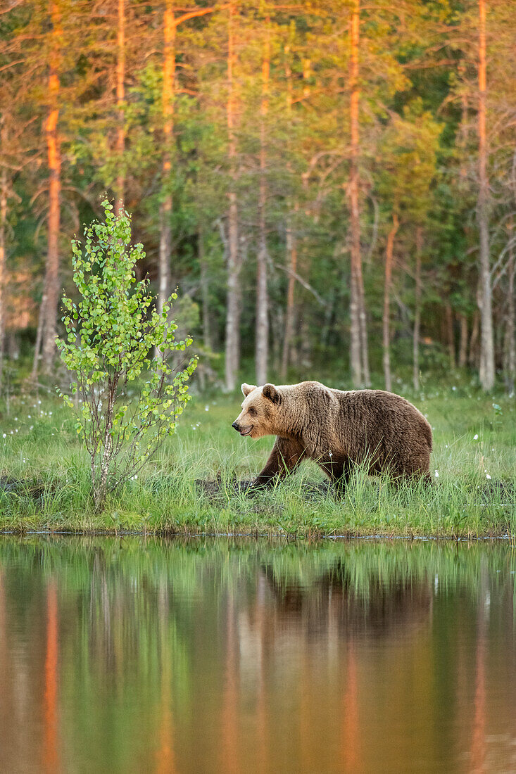 Eurasischer Braunbär (Ursus arctos arctos), erwachsen, geht im Abendsonnenlicht am Seeufer entlang,Finnland,Europa