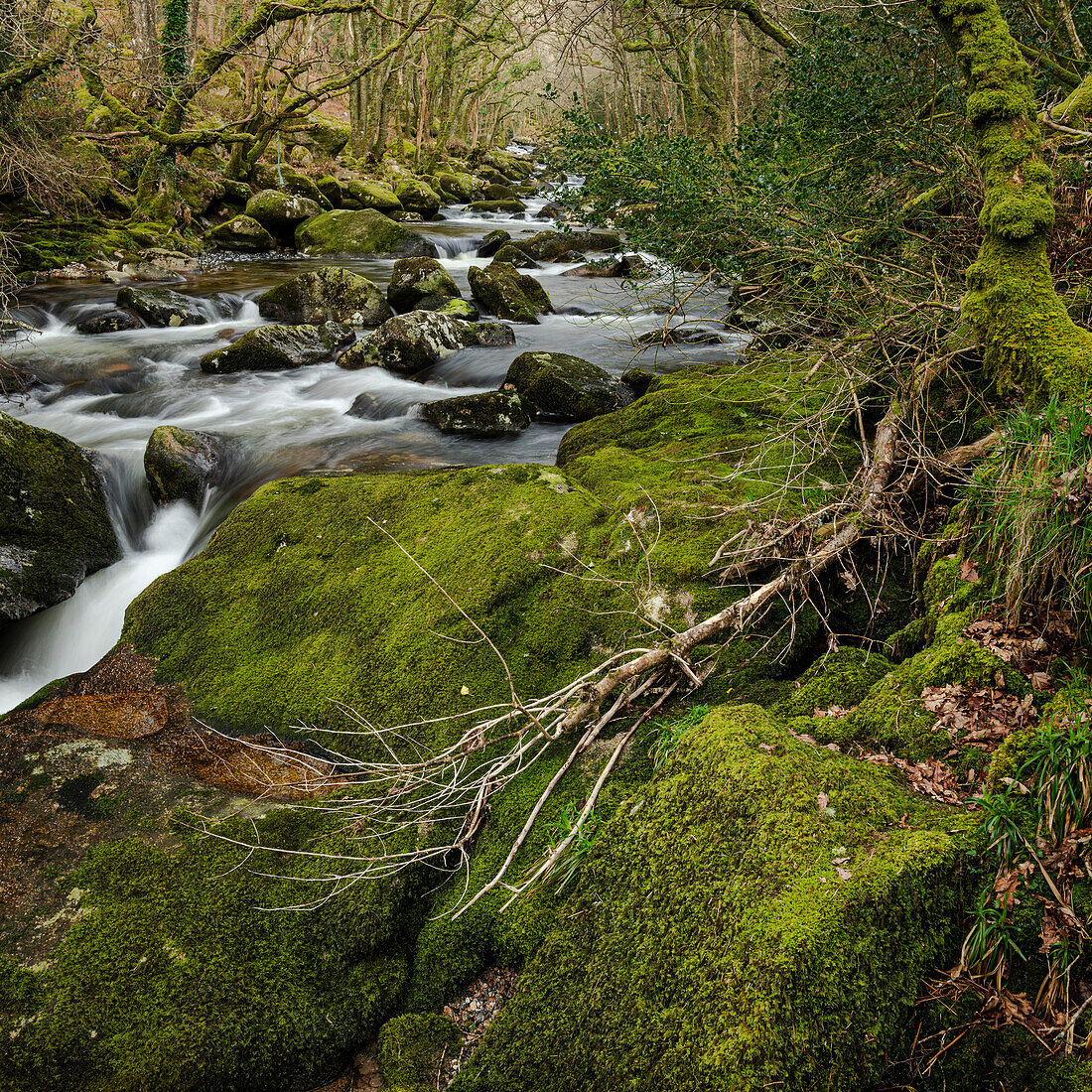 Moosbewachsene Felsbrocken und Bäume entlang des Flusses Plym, Dewerstone, Dartmoor National Park, Devon, England, Vereinigtes Königreich, Europa