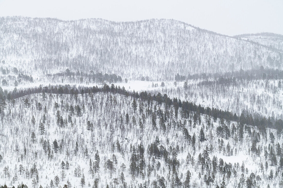 Snow covered hills and mountains covered in pine forest,Anderdalen National Park,Senja,Troms og Finnmark,Norway,Scandinavia,Europe