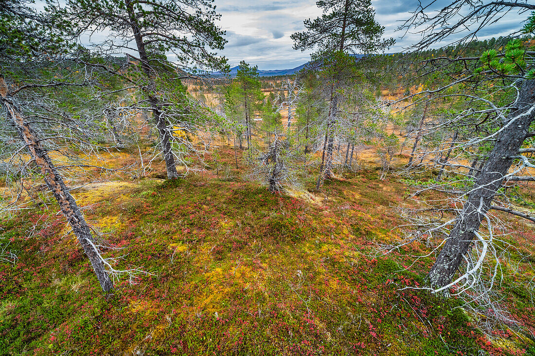 Kiefernwald, Herbstfärbung, Anderdalen National Park, Senja, Troms og Finnmark, Norwegen, Skandinavien, Europa