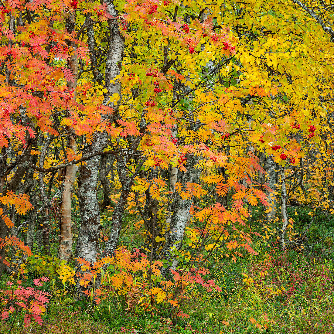 Eberesche (Sorbus aucuparia),Herbstfarbe,Muonio,Lappland,Finnland,Europa
