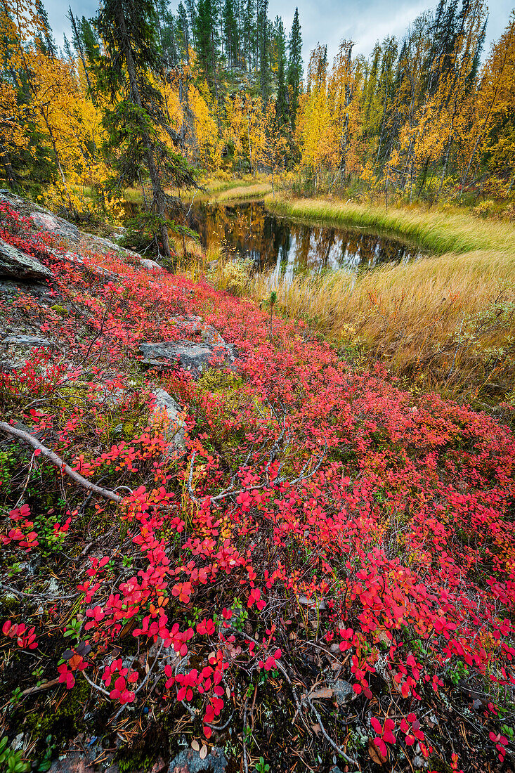 Northern bilberry (Vaccinium uliginosum),bog and pine forest,Muonio,Lapland,Finland,Europe