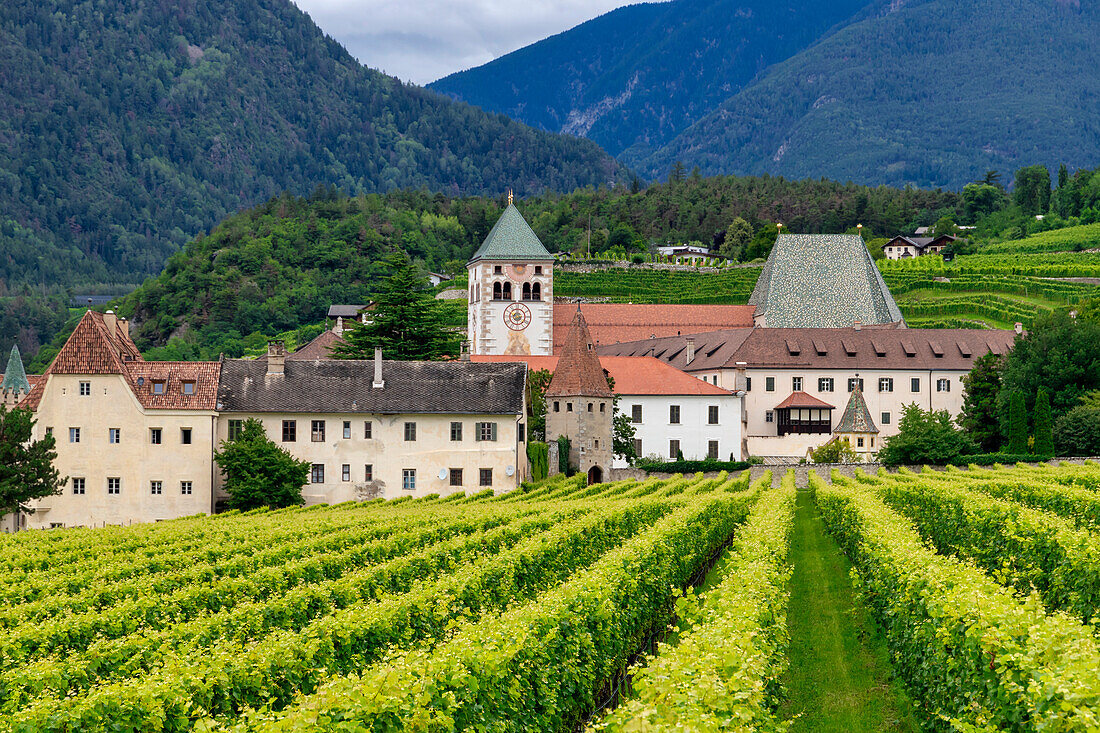 Vineyard around Neustift convent,in summer. Neustift Convent,Brixen,South Tyrol,Italy,Europe