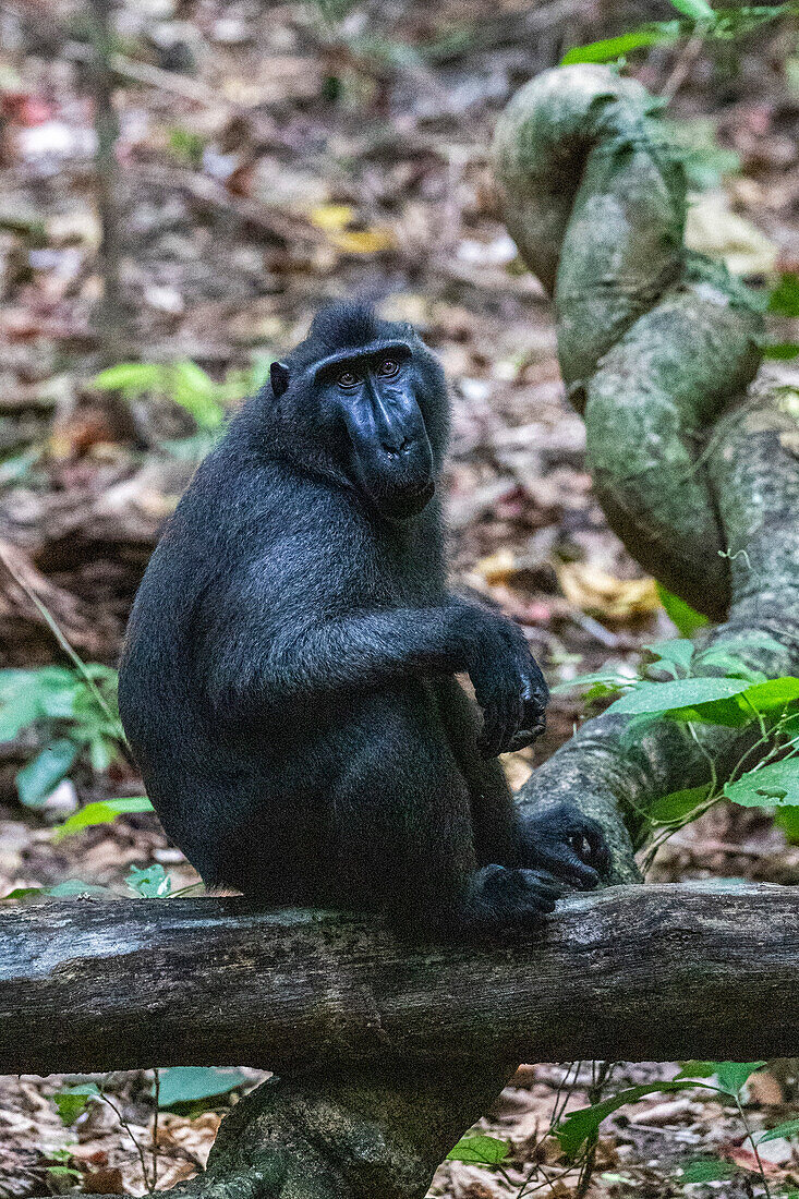 Ein erwachsener männlicher Celebes-Schopfmakak (Macaca nigra), bei der Futtersuche im Tangkoko Batuangus Nature Reserve, Sulawesi, Indonesien, Südostasien, Asien