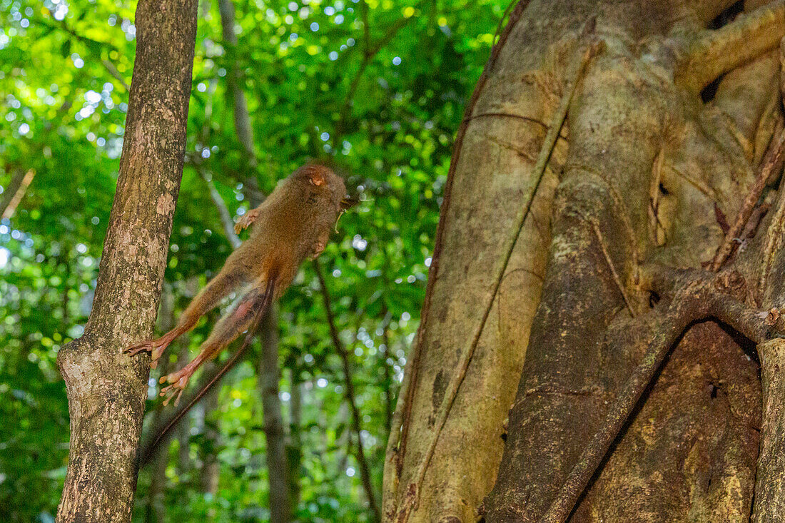 A Gursky's Spectral Tarsier (Tarsius spectrumgurskyae),eating a grasshopper in Tangkoko Batuangus Nature Reserve,Sulawesi,Indonesia,Southeast Asia,Asia