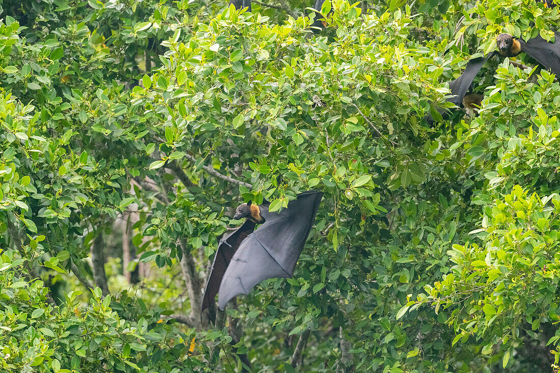 Rohrnasenfledermaus (Nyctimene albiventer), in der Luft auf Pulau Panaki, Raja Ampat, Indonesien, Südostasien, Asien