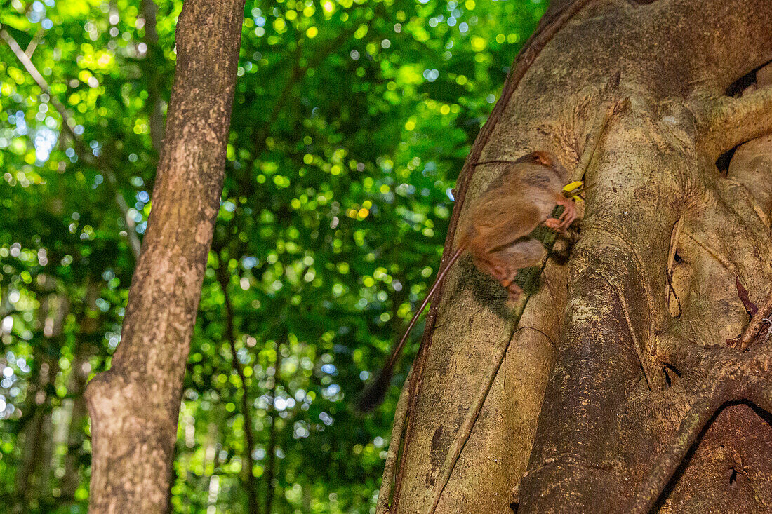 A Gursky's Spectral Tarsier (Tarsius spectrumgurskyae),eating a grasshopper in Tangkoko Batuangus Nature Reserve,Sulawesi,Indonesia,Southeast Asia,Asia