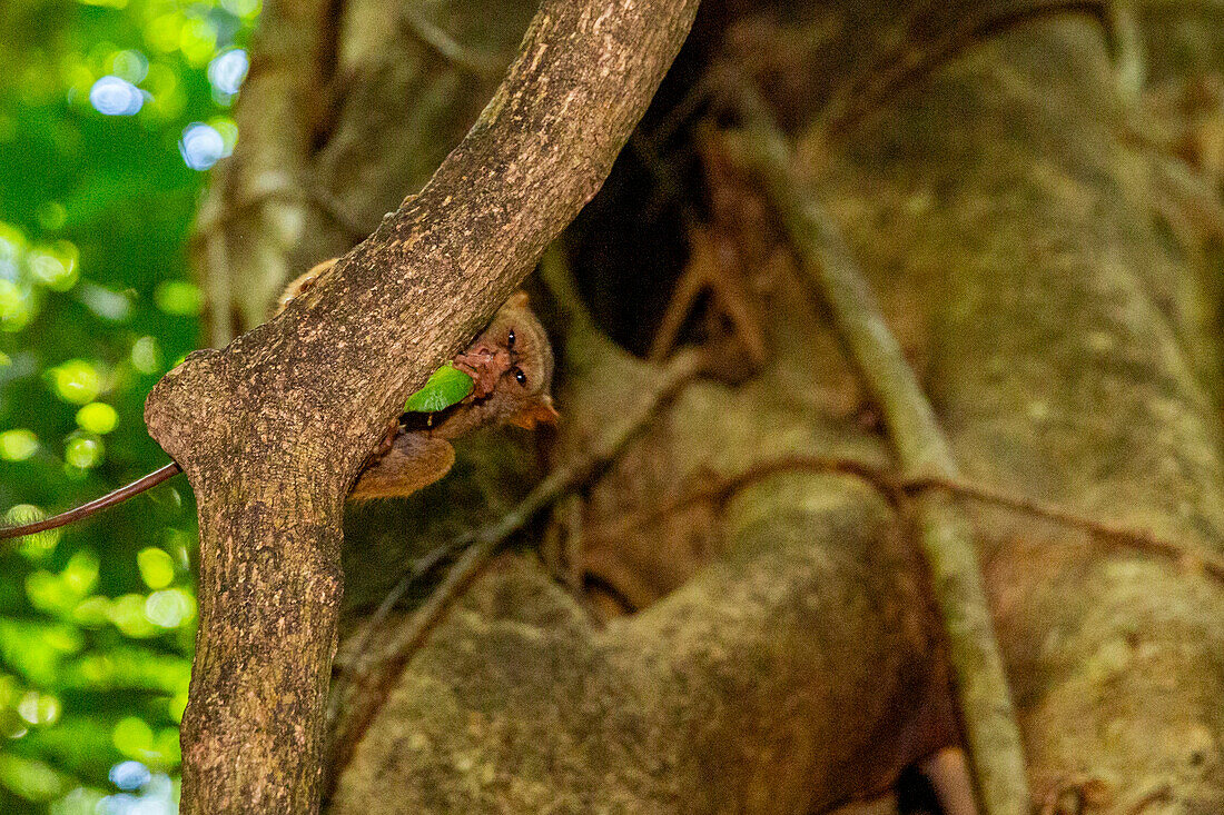 Gursky's Spectral Tarsier (Tarsius spectrumgurskyae), frisst eine Heuschrecke im Tangkoko Batuangus Nature Reserve, Sulawesi, Indonesien, Südostasien, Asien