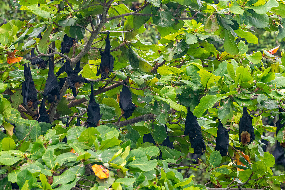 Common tube-nosed fruit bats (Nyctimene albiventer),roosting on Pulau Panaki,Raja Ampat,Indonesia,Southeast Asia,Asia