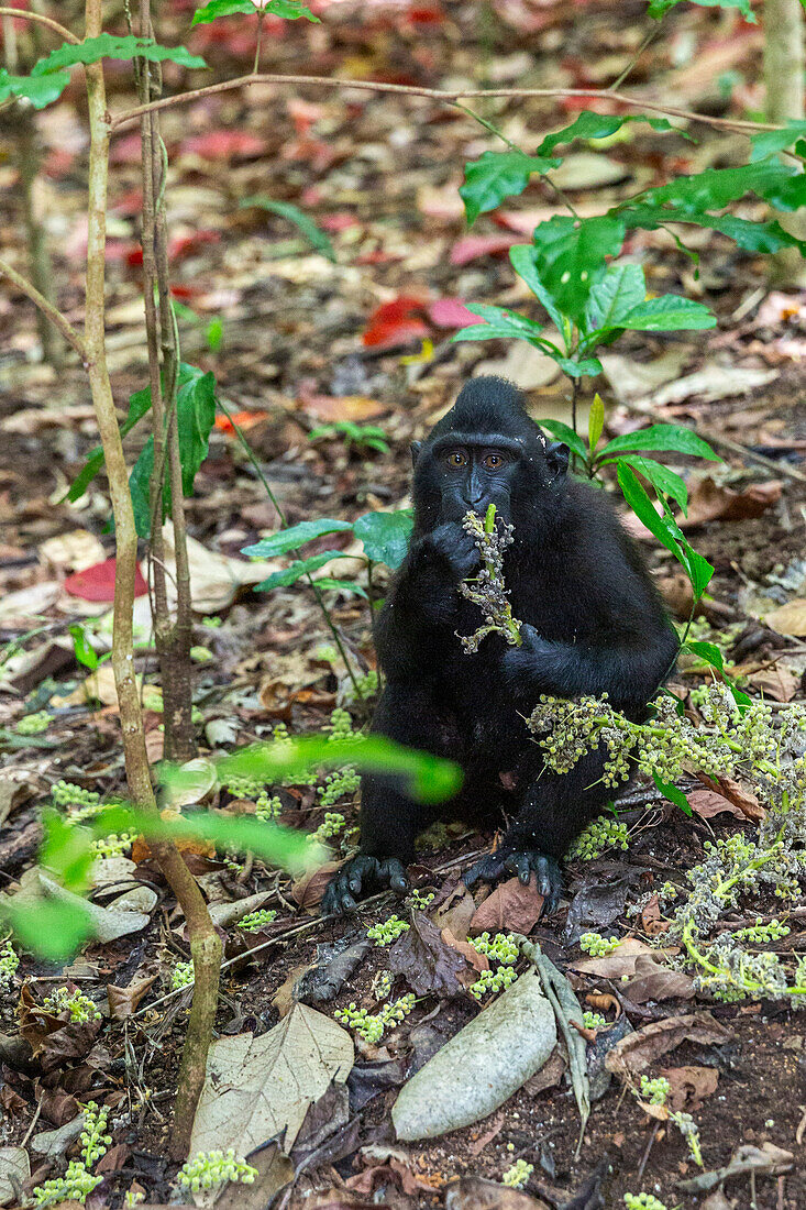 Adult male Celebes crested macaque (Macaca nigra),foraging in Tangkoko Batuangus Nature Reserve,Sulawesi,Indonesia,Southeast Asia,Asia