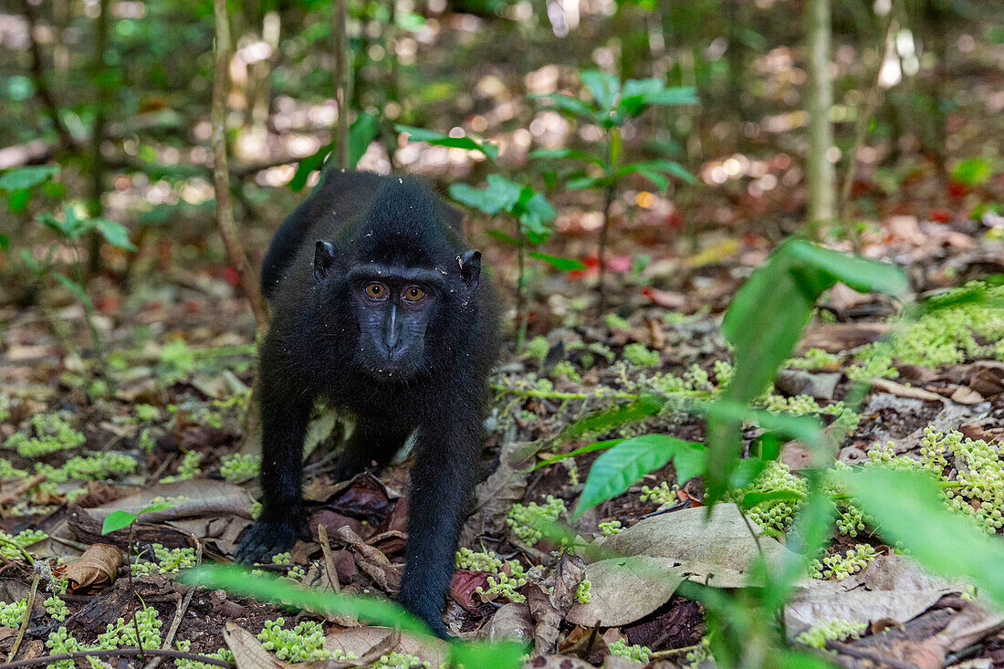 Young Celebes crested macaque (Macaca nigra),foraging in Tangkoko Batuangus Nature Reserve,Sulawesi,Indonesia,Southeast Asia,Asia