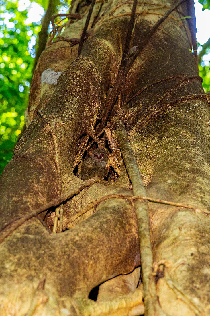 An adult Gursky's Spectral Tarsier (Tarsius spectrumgurskyae),in Tangkoko Batuangus Nature Reserve,Sulawesi,Indonesia,Southeast Asia,Asia