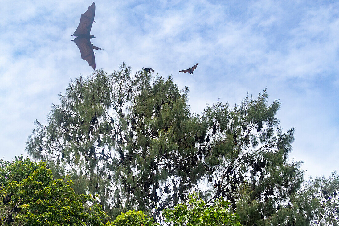 Gewöhnliche Röhrennasen-Fledermäuse (Nyctimene albiventer), in der Luft über Pulau Panaki, Raja Ampat, Indonesien, Südostasien, Asien