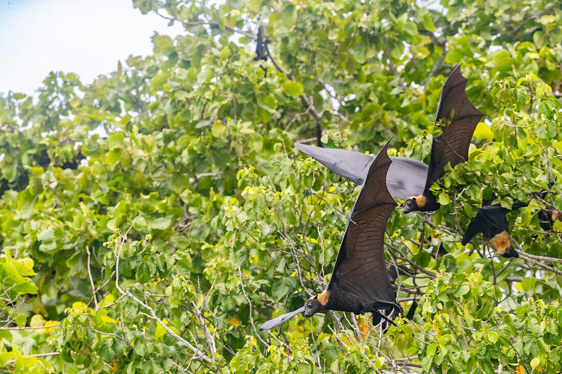 Common tube-nosed fruit bats (Nyctimene albiventer),in the air over Pulau Panaki,Raja Ampat,Indonesia,Southeast Asia,Asia