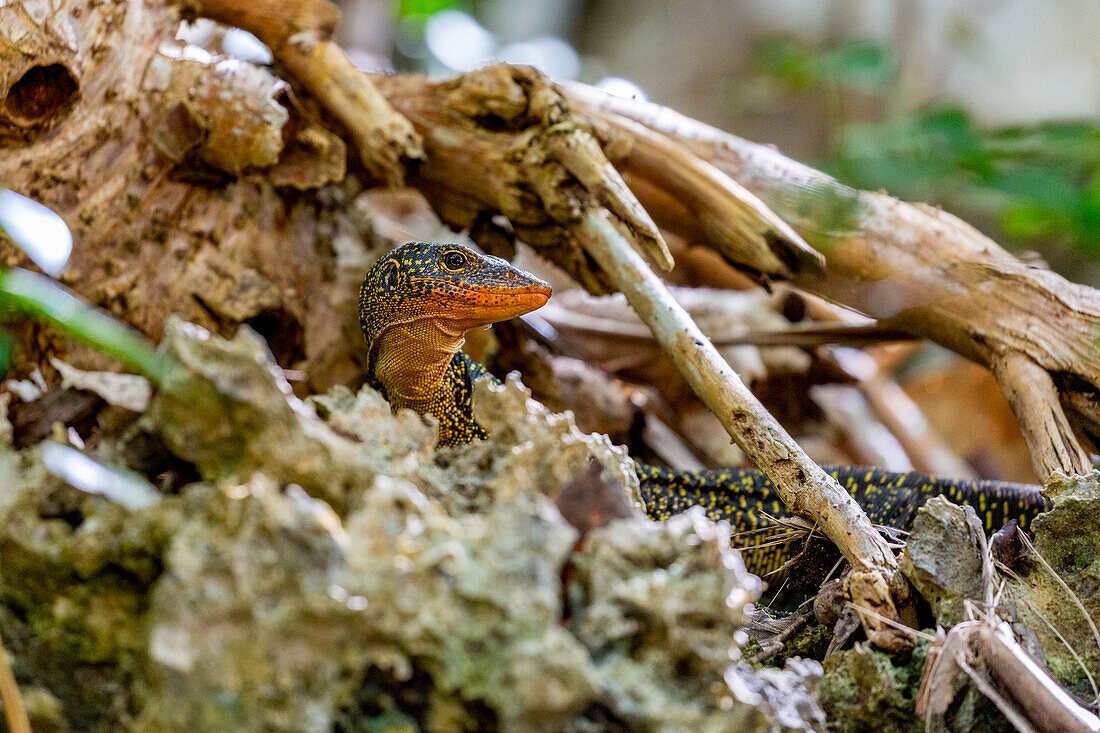 Ein erwachsener Mangrovenwaran (Varanus indicus), auf der Suche nach Nahrung in der Wayag Bay, Raja Ampat, Indonesien, Südostasien, Asien