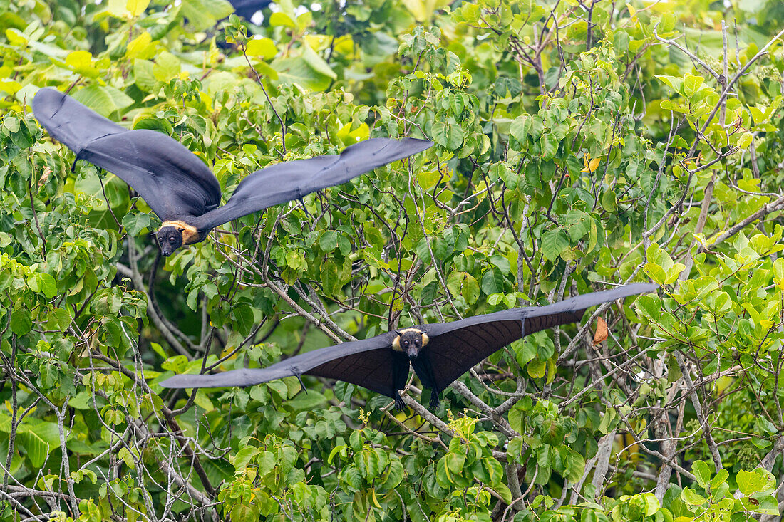 Common tube-nosed fruit bats (Nyctimene albiventer),in the air over Pulau Panaki,Raja Ampat,Indonesia,Southeast Asia,Asia