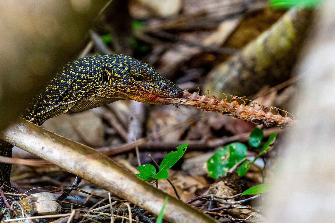 Ein erwachsener Mangrovenwaran (Varanus indicus), frisst einen Tausendfüßler in der Wayag-Bucht, Raja Ampat, Indonesien, Südostasien, Asien