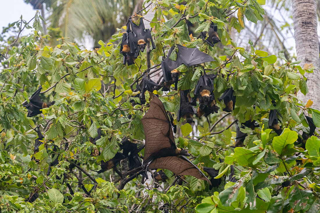 Röhrennasenfledermaus (Nyctimene albiventer), Schlafplatz auf Pulau Panaki, Raja Ampat, Indonesien, Südostasien, Asien