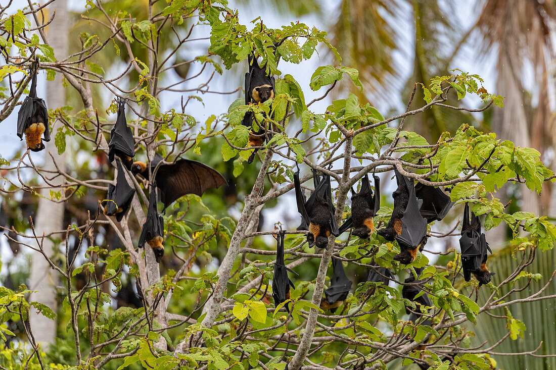 Common tube-nosed fruit bats (Nyctimene albiventer),roosting on Pulau Panaki,Raja Ampat,Indonesia,Southeast Asia,Asia