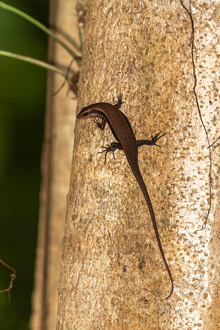 An adult common sun skink (Eutropis multifaciata),on a tree in Tangkoko Batuangus Nature Reserve,Sulawesi,Indonesia,Southeast Asia,Asia