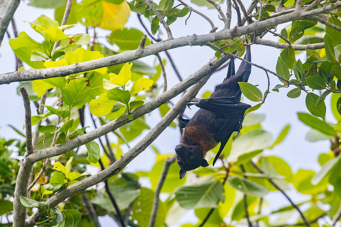 Common tube-nosed fruit bat (Nyctimene albiventer),roosting on Pulau Panaki,Raja Ampat,Indonesia,Southeast Asia,Asia