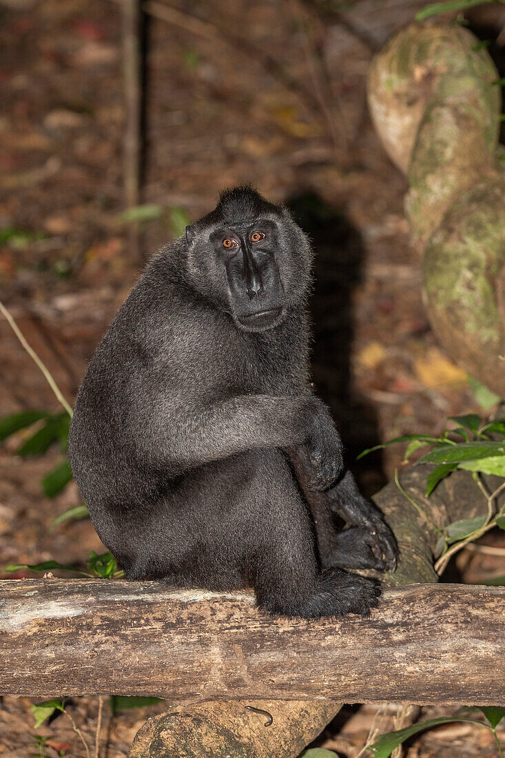 An adult male Celebes crested macaque (Macaca nigra),foraging in Tangkoko Batuangus Nature Reserve,Sulawesi,Indonesia,Southeast Asia,Asia