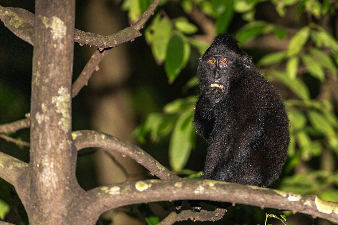 Ein erwachsener Celebes-Schopfmakak (Macaca nigra), bei der Futtersuche im Tangkoko Batuangus Nature Reserve, Sulawesi, Indonesien, Südostasien