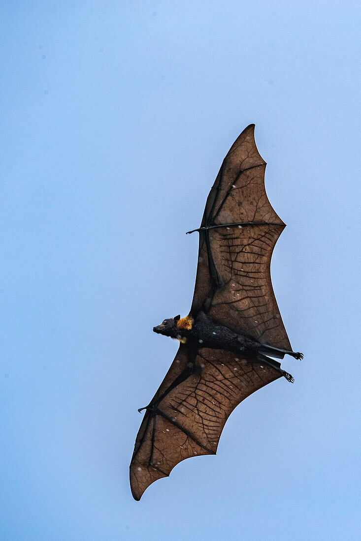 Gewöhnliche Röhrennasen-Fledermäuse (Nyctimene albiventer), in der Luft über Pulau Panaki, Raja Ampat, Indonesien, Südostasien, Asien