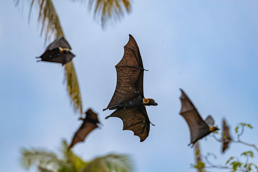 Common tube-nosed fruit bats (Nyctimene albiventer),in the air over Pulau Panaki,Raja Ampat,Indonesia,Southeast Asia,Asia