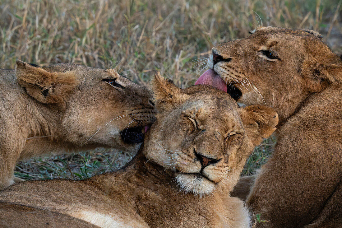 Löwenrudel (Panthera leo), Sabi Sands Game Reserve, Südafrika.