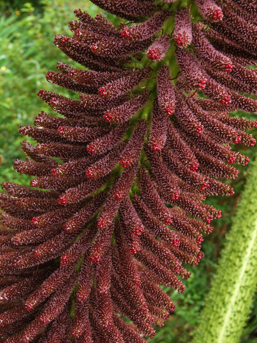 Inflorescence with tiny flowers of the Chilean Rhubarb,Gunnera tinctoria,and ferns in the Quitralco Esturary in Chile.