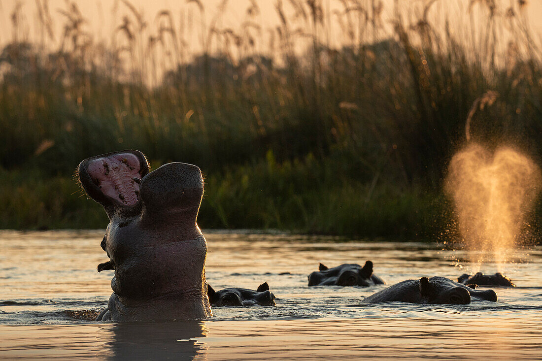 Flusspferd (Hippopotamus amphibius), Okavango-Delta, Botsuana.