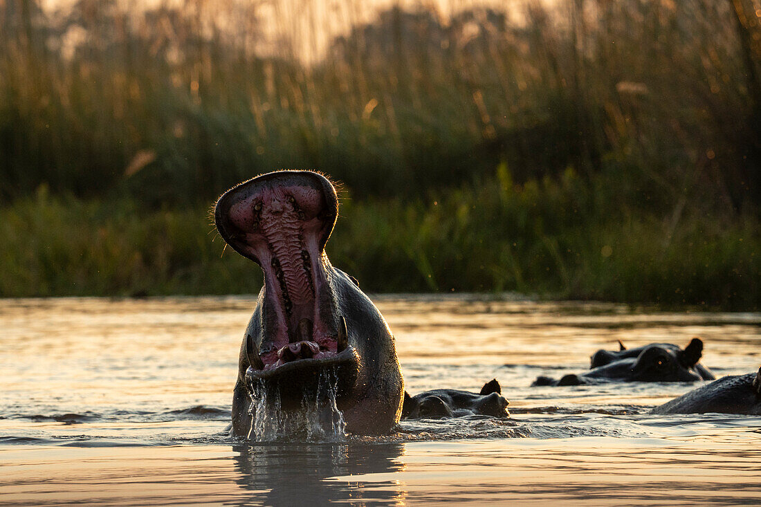 Flusspferd (Hippopotamus amphibius),Okavango Delta,Botswana.