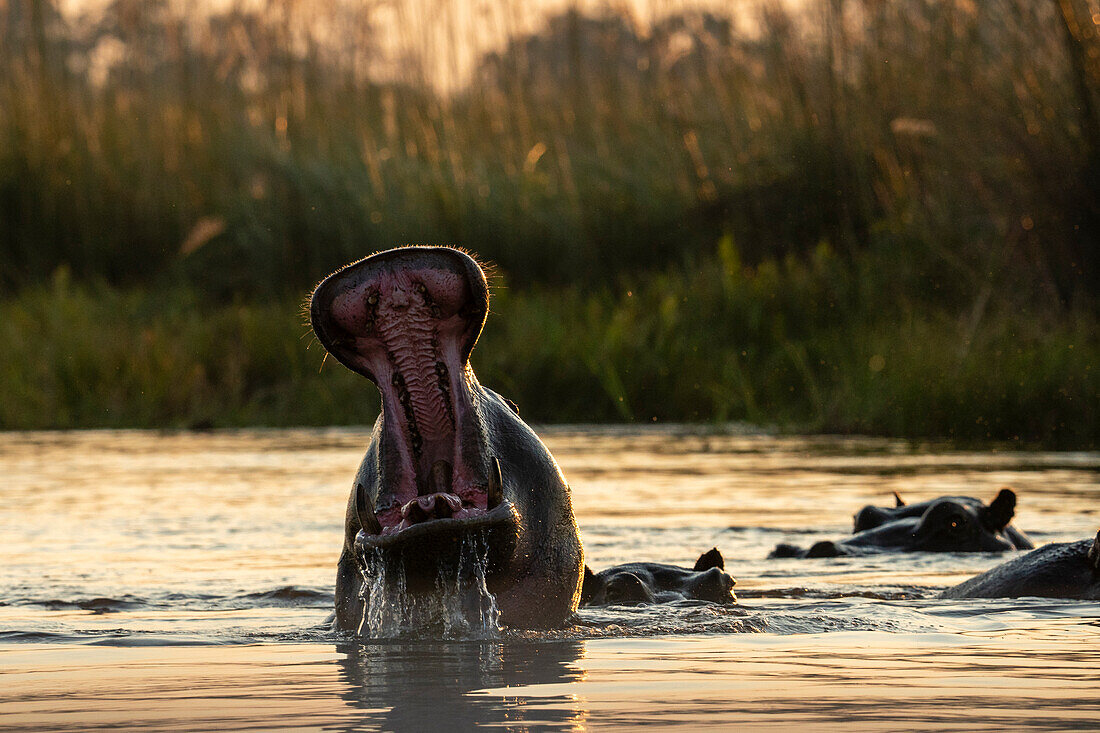 Hippopotamus (Hippopotamus amphibius),Okavango Delta,Botswana.