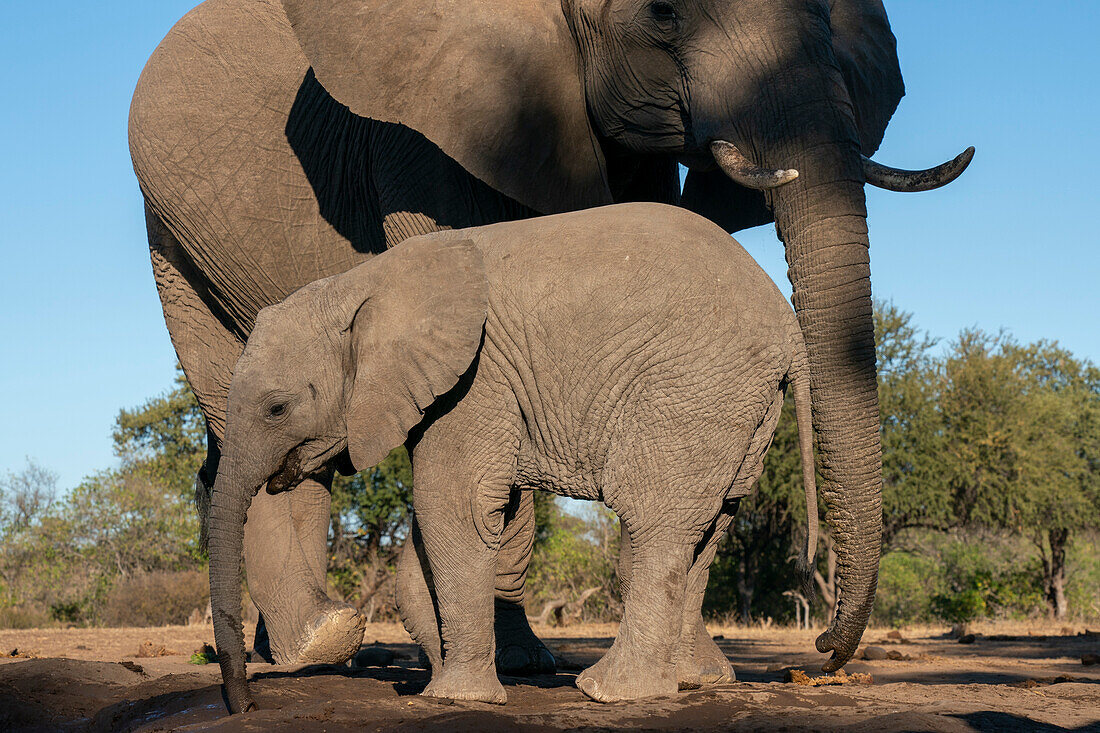 African elephant (Loxodonta africana) and calf at waterhole,Mashatu Game Reserve,Botswana.