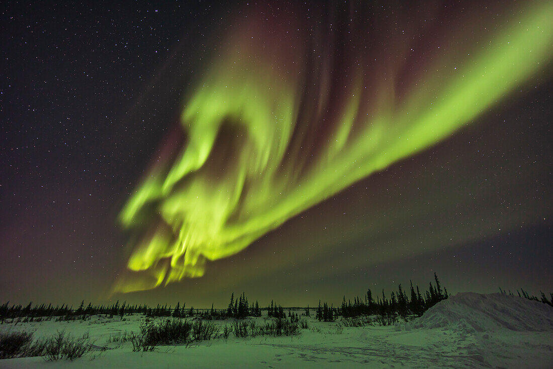 A classic complex of auroral curtains and swirls out of the northeast sky with prominent lower greens and upper reds from oxygen. Taken February 23,2023 at the Churchill Northern Studies Centre,Churchill,Manitoba.