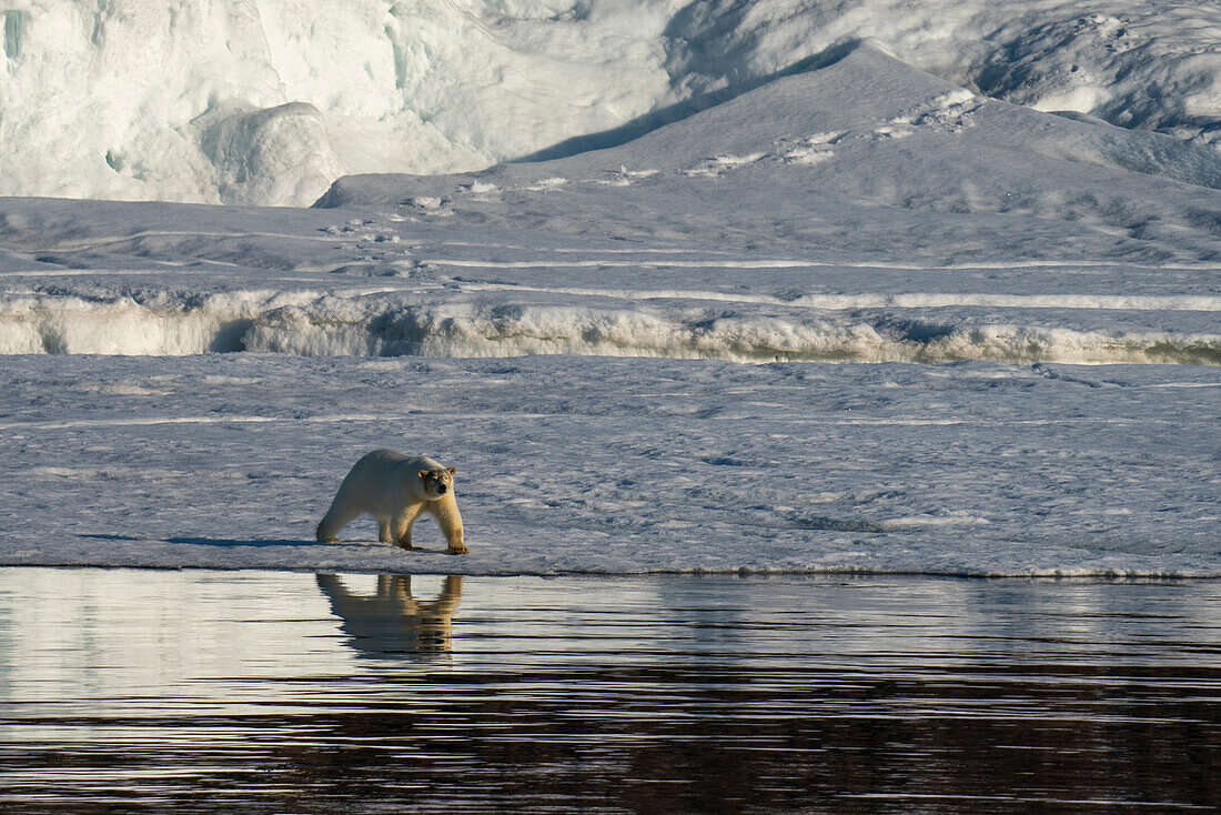 Eisbär (Ursus maritimus) auf dem Meereis, Wahlbergoya, Spitzbergen, Norwegen.
