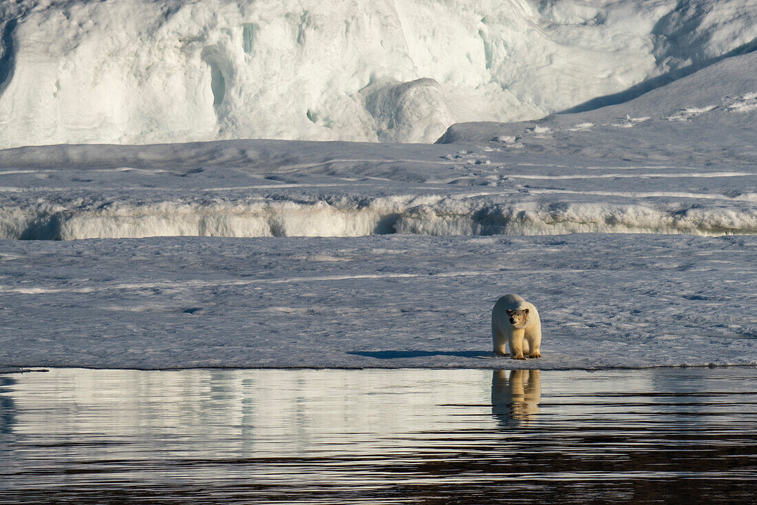 Eisbär (Ursus maritimus) beim Spaziergang auf dem Meereis, Wahlbergoya, Svalbard Inseln, Norwegen.