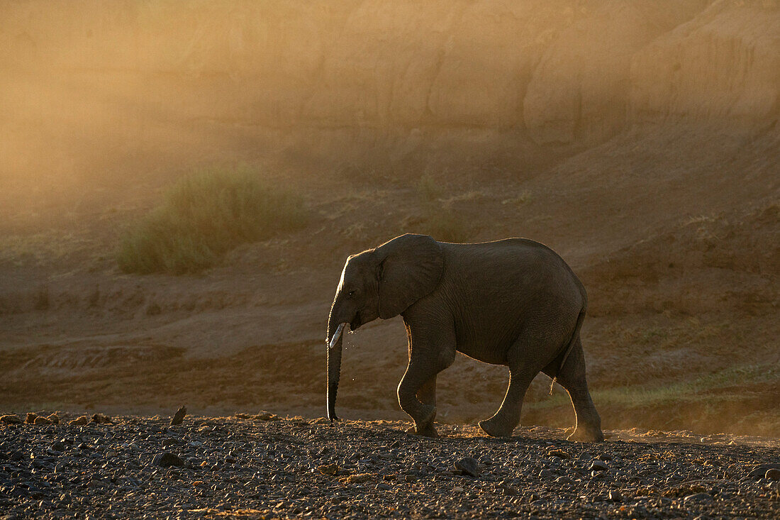 African elephant (Loxodonta africana),Mashatu Game Reserve,Botswana.