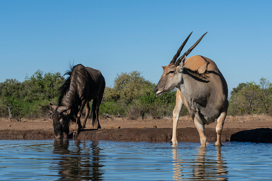 Elenantilope (Taurotragus oryx) und Streifengnu (Connochaetes taurinus) am Wasserloch, Mashatu Game Reserve, Botsuana.