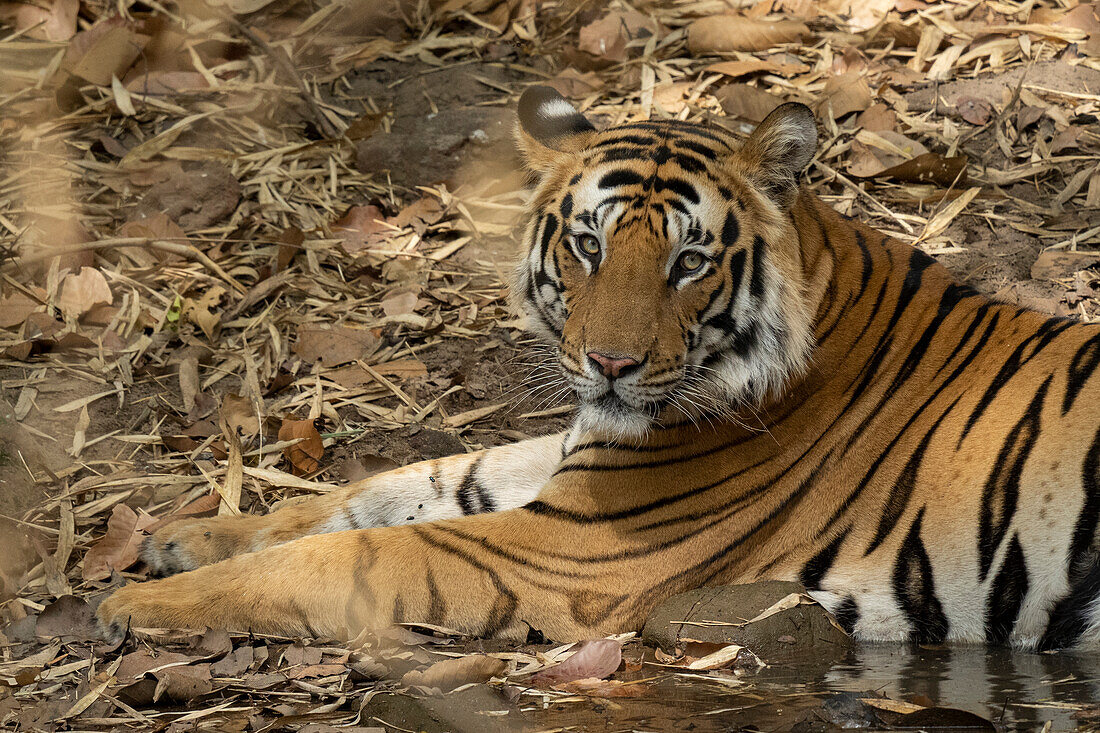 Bengal tiger (Panthera Tigris),Bandhavgarh National Park,India.