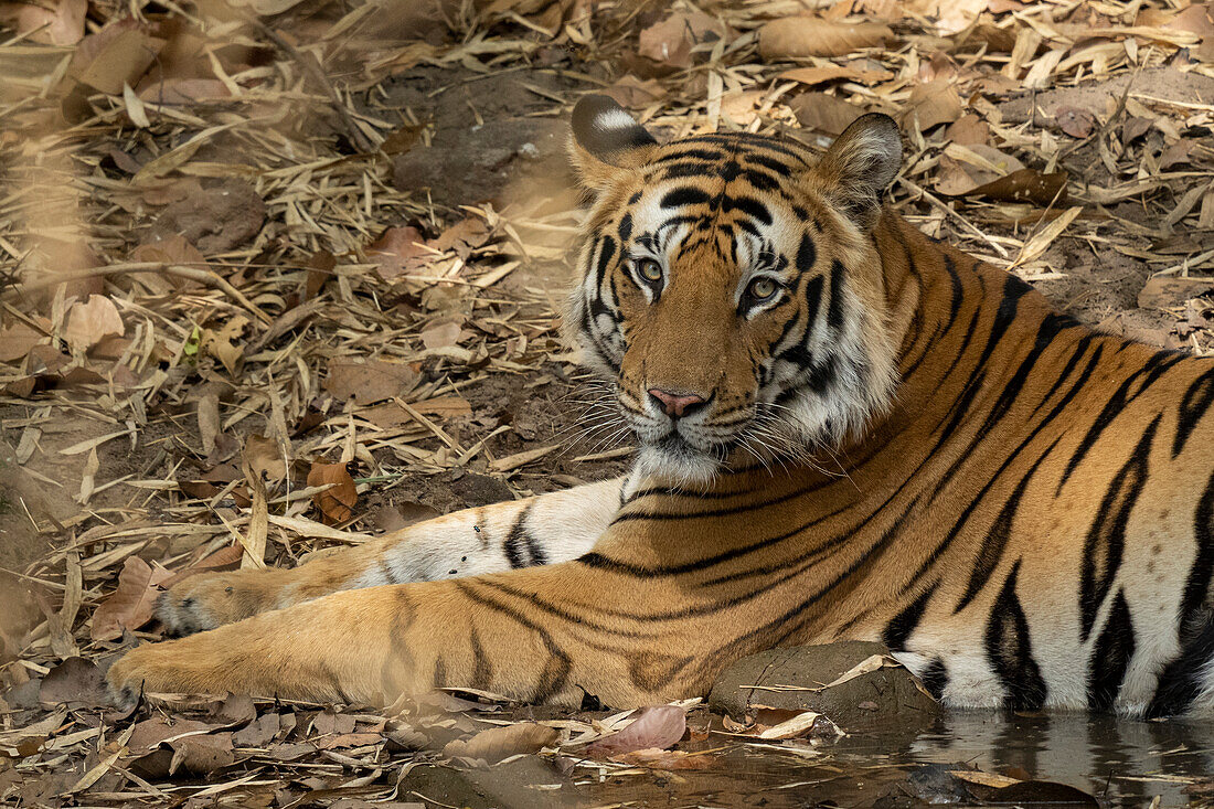 Bengalischer Tiger (Panthera Tigris), Bandhavgarh National Park, Indien.