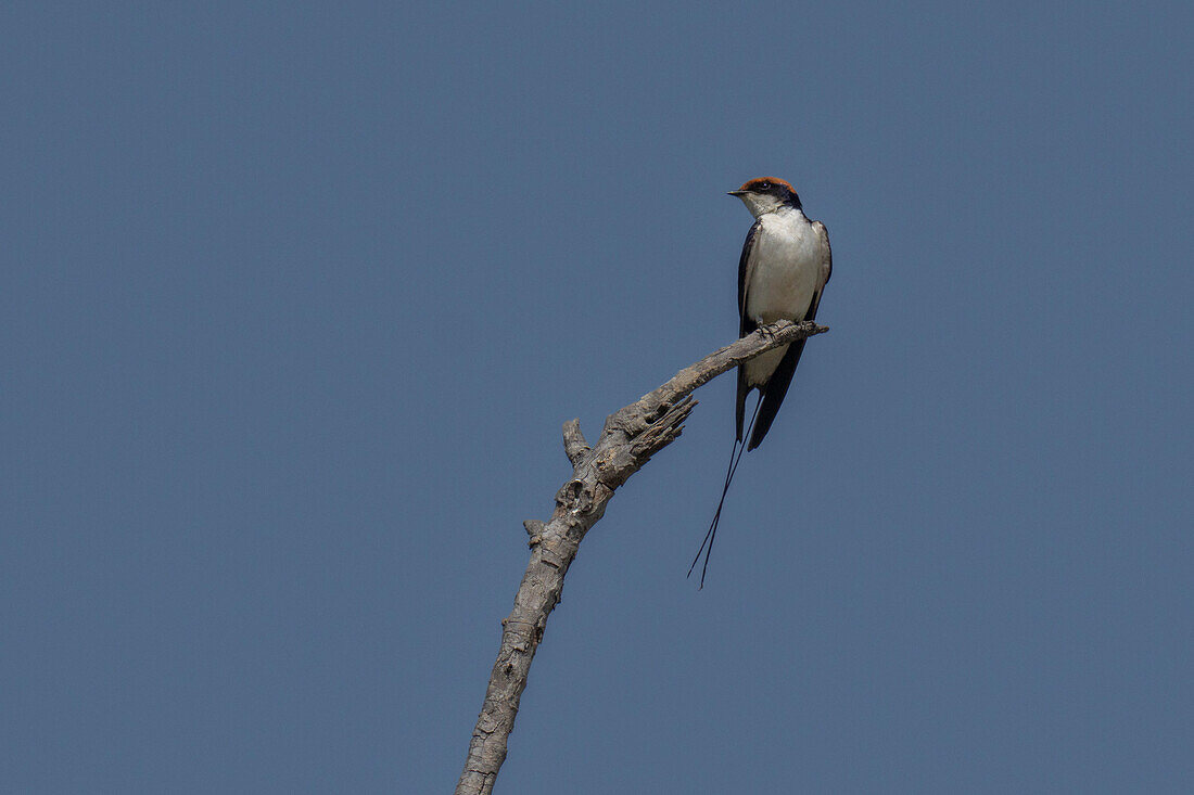 Drahtseilschwalbe (Hirundo smithii), Bandhavgarh National Park, Indien.